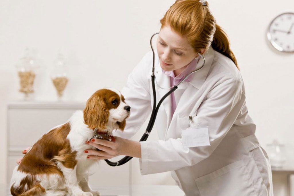 Vet