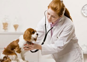 Vet checking on a puppy